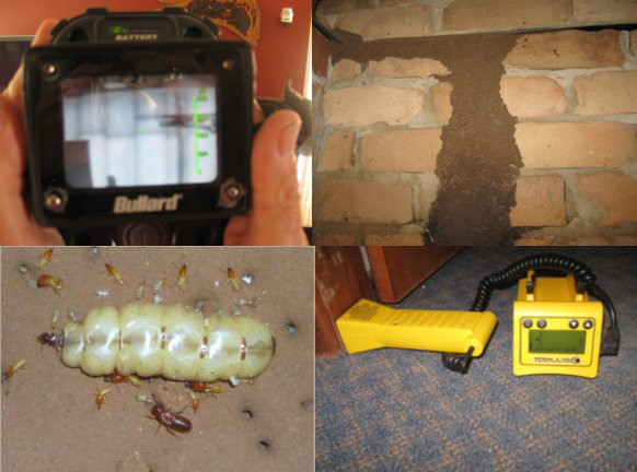 termite-inspection-what-we-offer